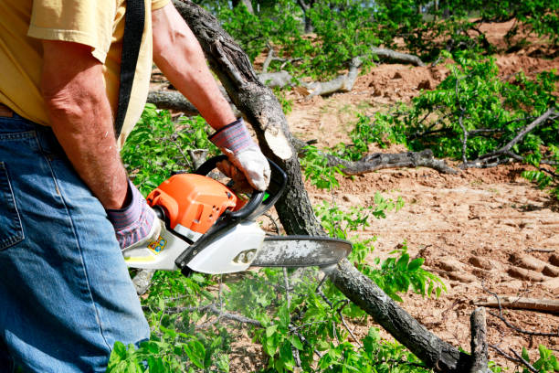 Best Arborist Consultation Services  in Montpelier, OH